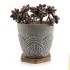 Cactus Plants Handmade decorated For Gifts